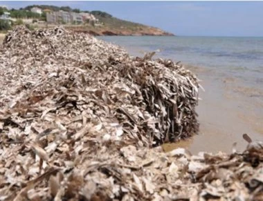 Ένα τεράστιο νησί από φύκια - Πιο μεγάλη από ποτέ η Θάλασσα των Σαργασών (βίντεο)